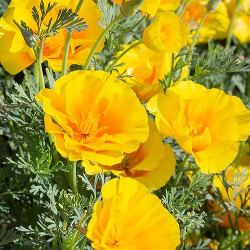 Goldmohn Yukon Gold (Samen) - Eschscholzia californica (Flowering)