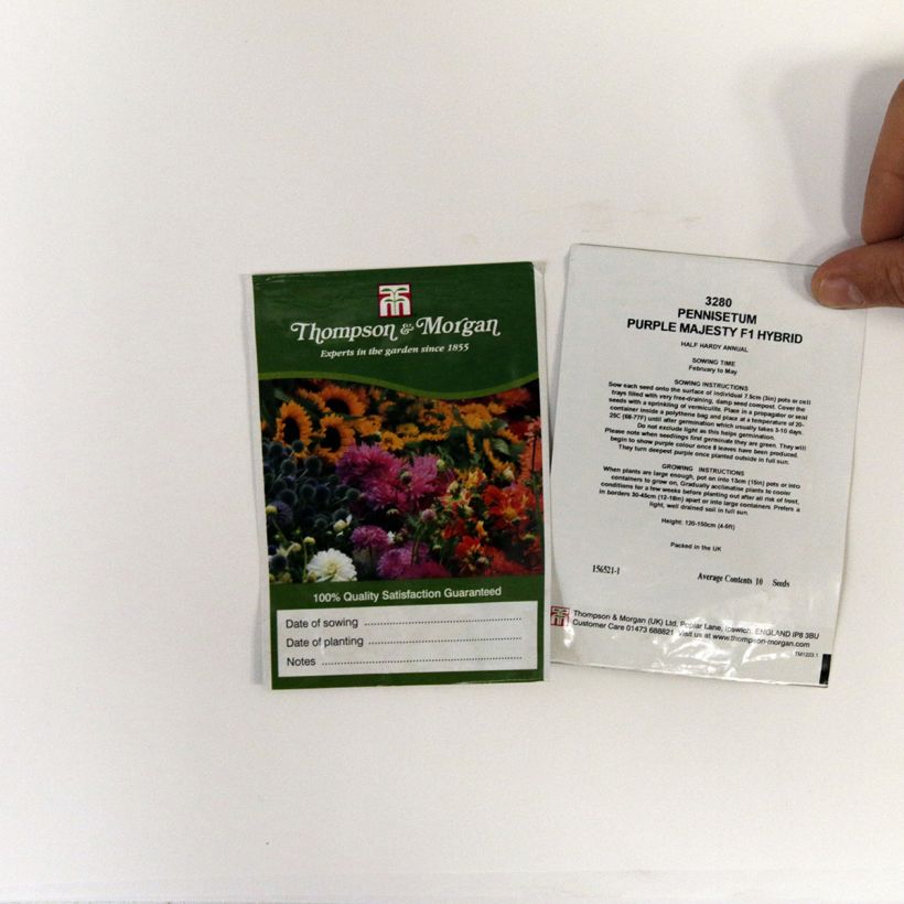 Example of Perlhirse Purple Majesty (Samen) - Pennisetum glaucum per pack of 10 seeds as you get