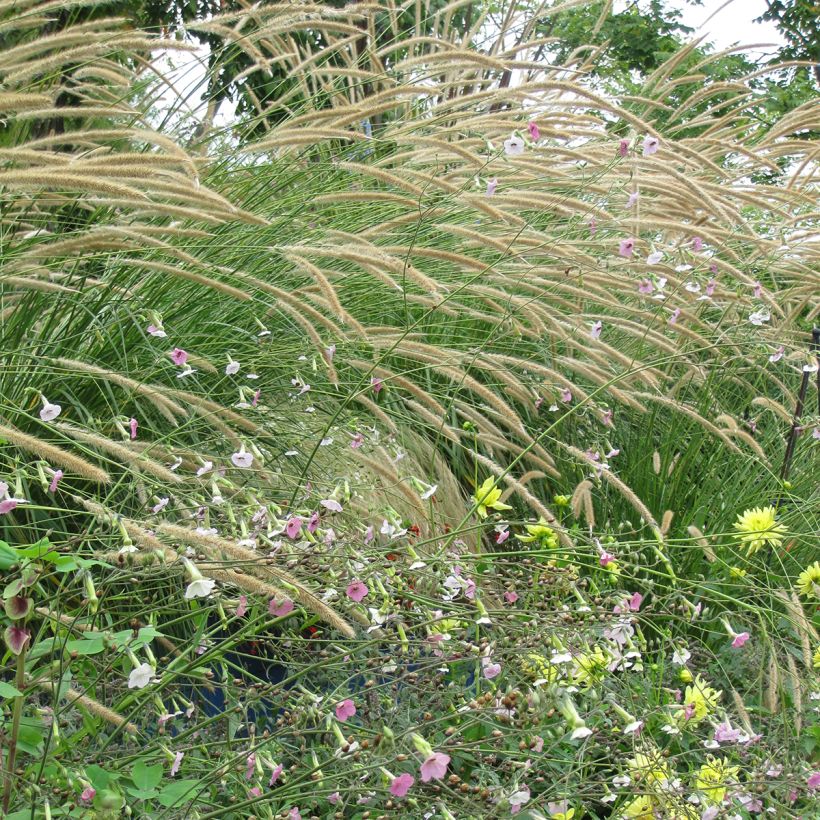 Afrikanisches Lampenputzergras Tail Feathers (Samen) - Pennisetum macrourum (Plant habit)