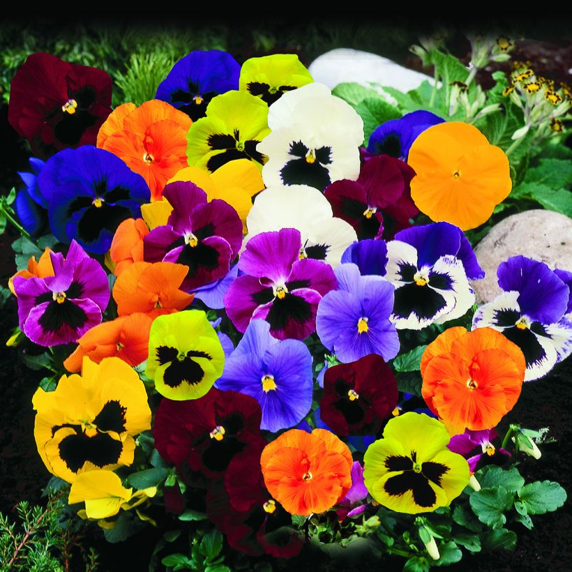 Stiefmütterchen Trumpet Full Mix (Samen) (Wuchs)