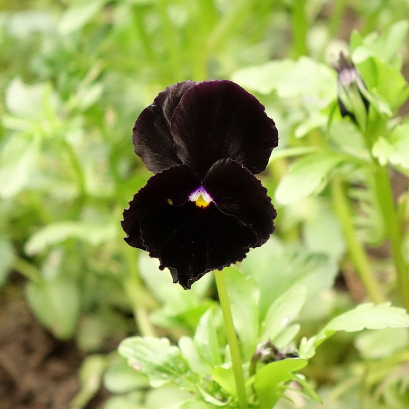Stiefmütterchen Black Cristal (Samen) (Blüte)