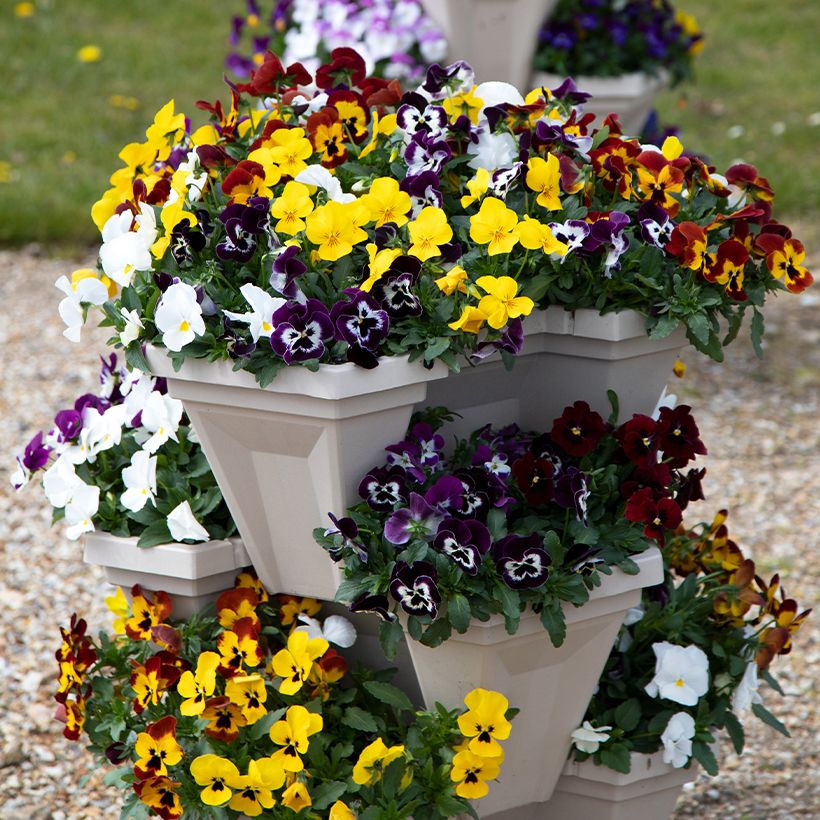 Stiefmütterchen Freefall XL Mix (Samen) (Plant habit)