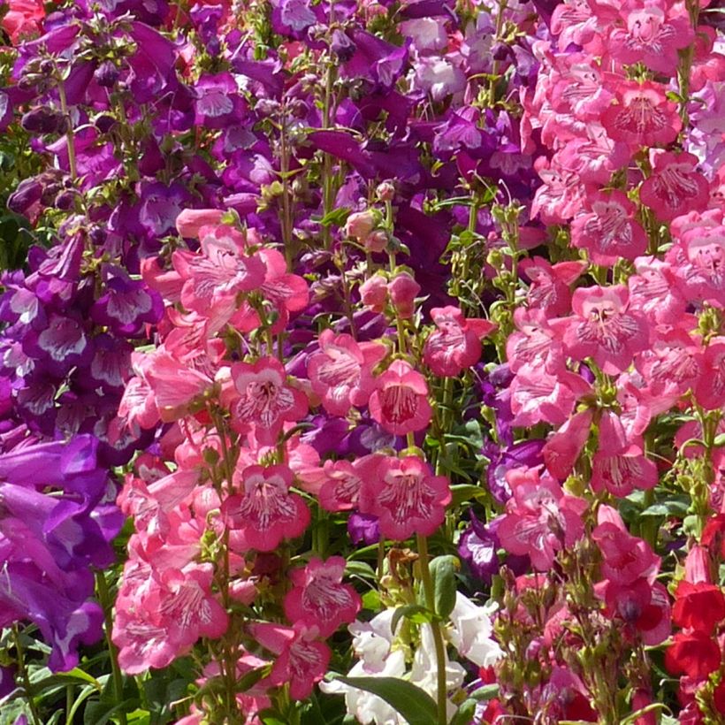 Penstemon cobaeae Wedding Bells (Samen) - Bartfaden (Flowering)