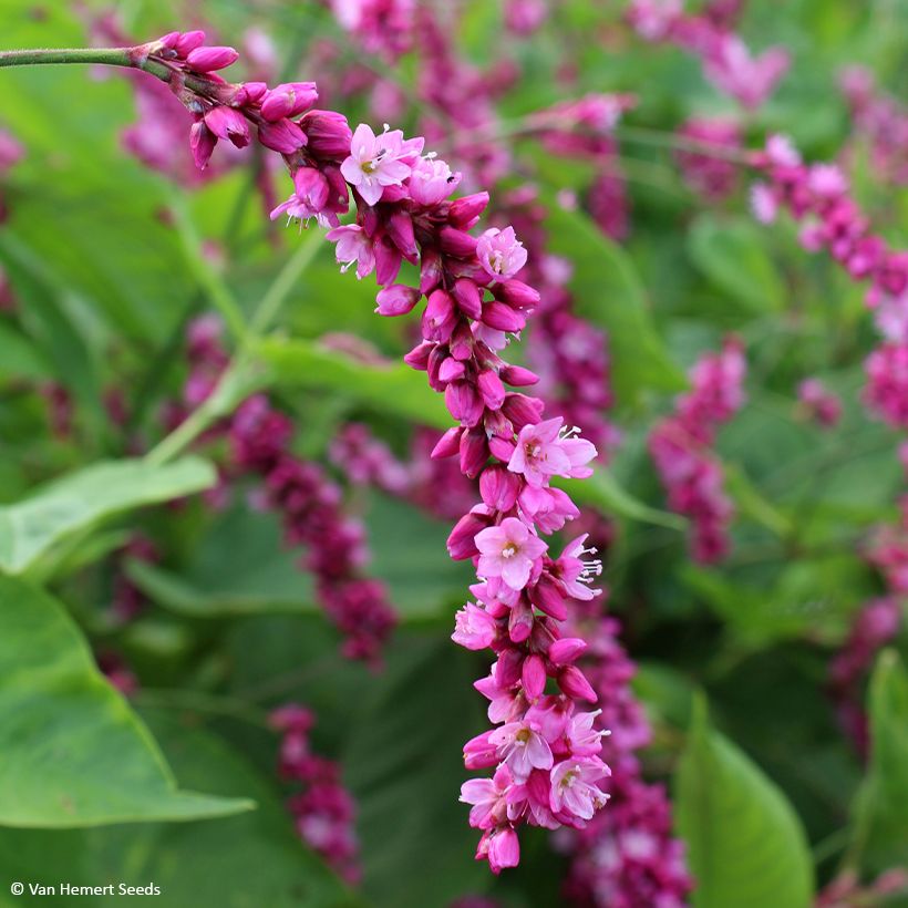 Orient-Knöterich Cerise Pearls (Samen) - Persicaria orientalis (Flowering)
