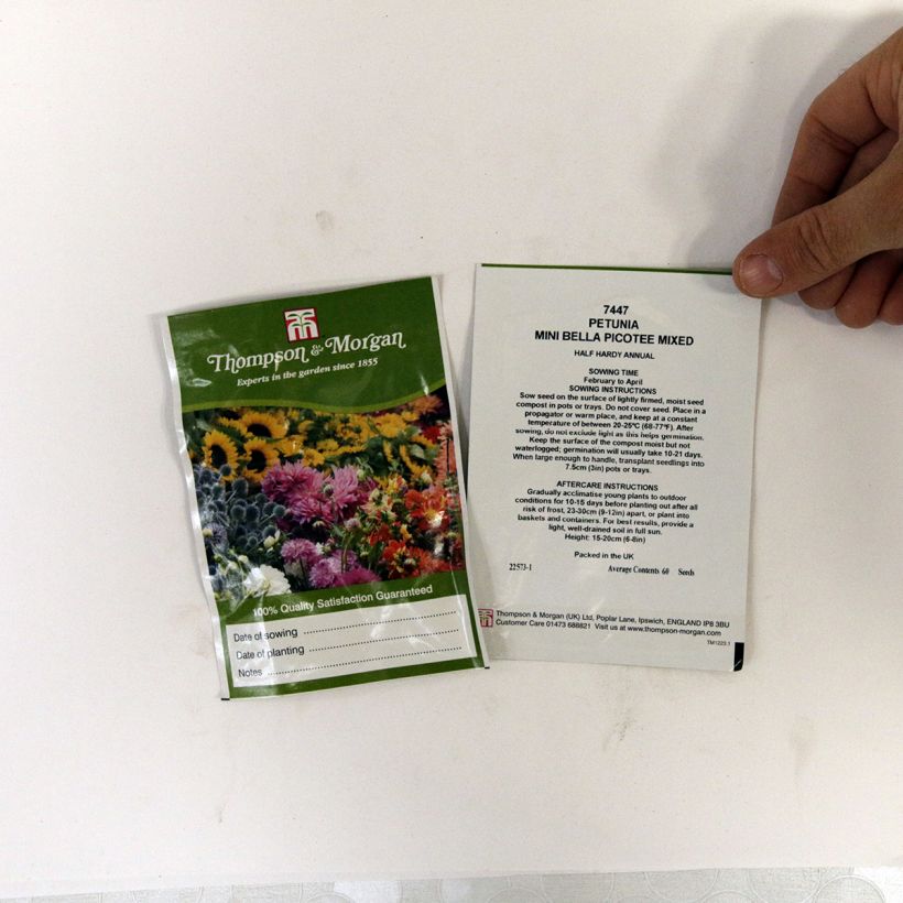 Example of Petunia Mini Bella Picotee Mixed (Samen) per pack of 60 seeds as you get