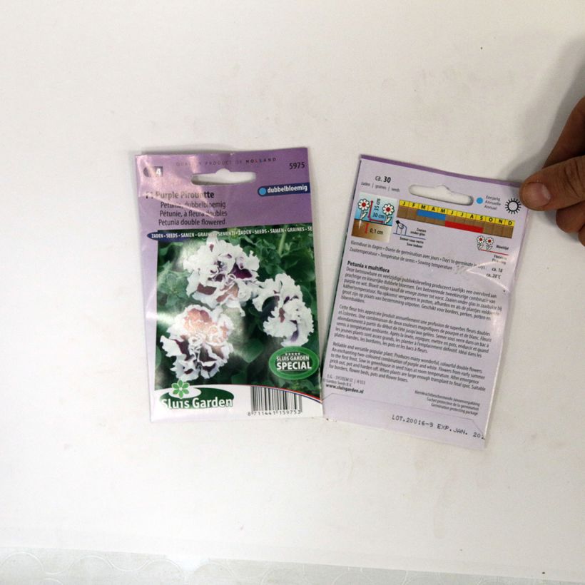 Example of Petunia F1 Purple Pirouette (Samen) per pack of 30 seeds as you get