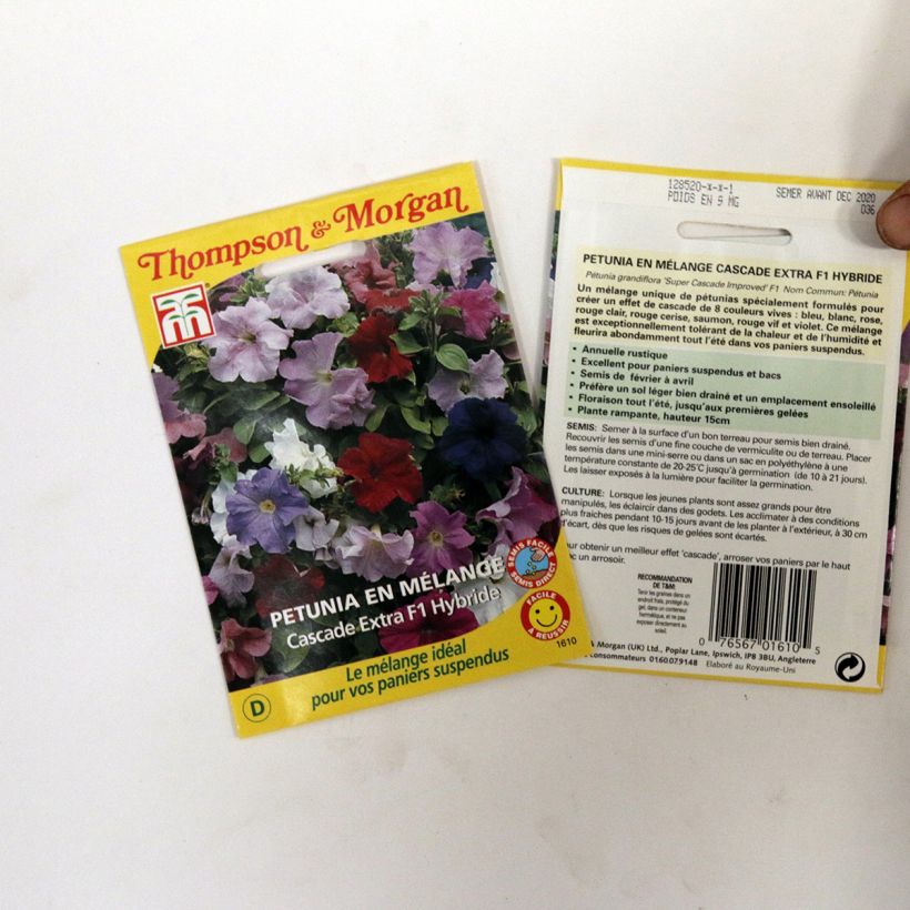 Example of Petunia Cascade Extra (Samen) per pack of 90 seeds as you get