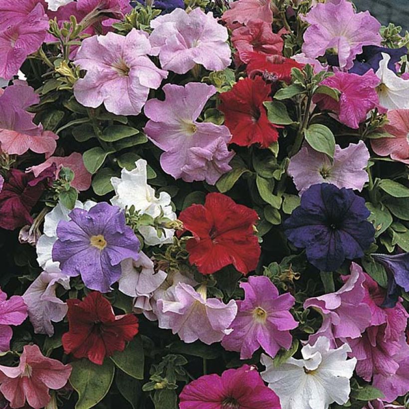 Petunia Cascade Extra (Samen) (Flowering)