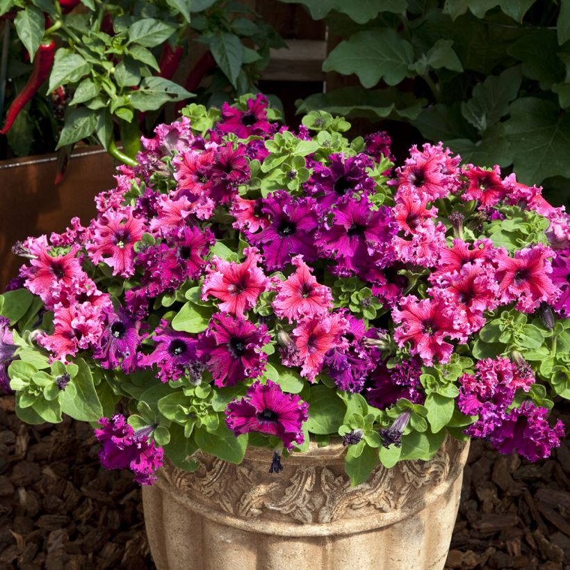 Petunia Espresso Frappé Mix (Samen) (Plant habit)