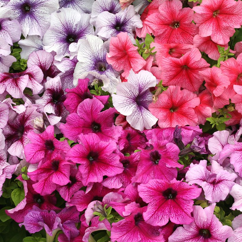 Petunia Prism Sundae Mix (Samen) (Flowering)
