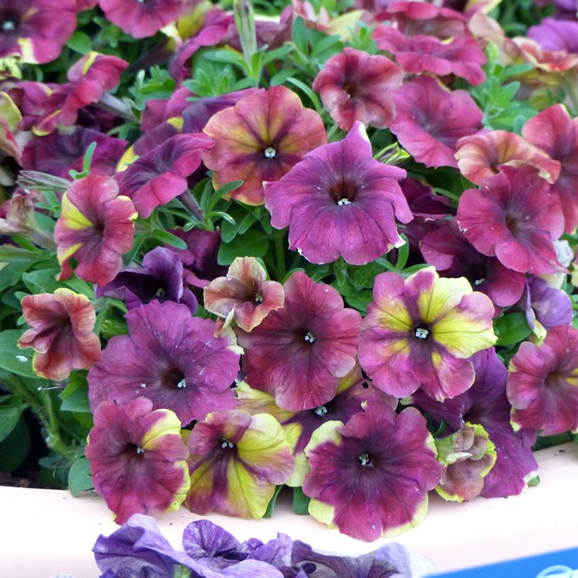 Petunia Shake Raspberry (Pillierte Samen) (Flowering)