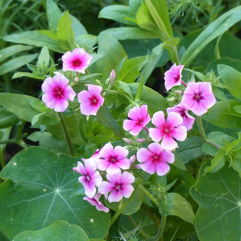 Sommer-Phlox Brilliant (Samen) - Phlox drummondii (Flowering)