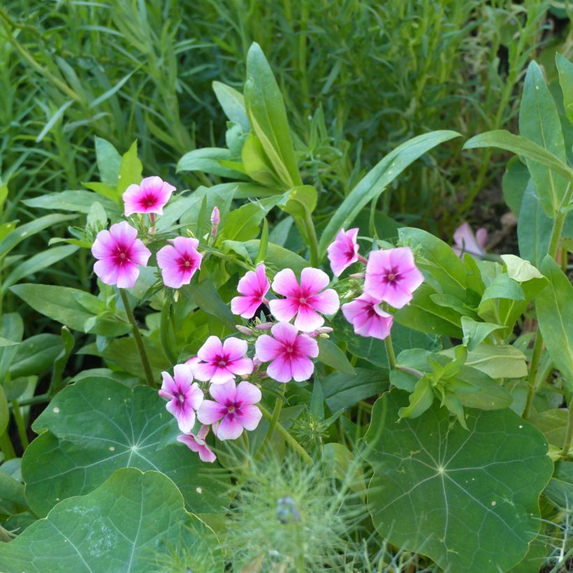 Sommer-Phlox Brilliant (Samen) - Phlox drummondii (Plant habit)