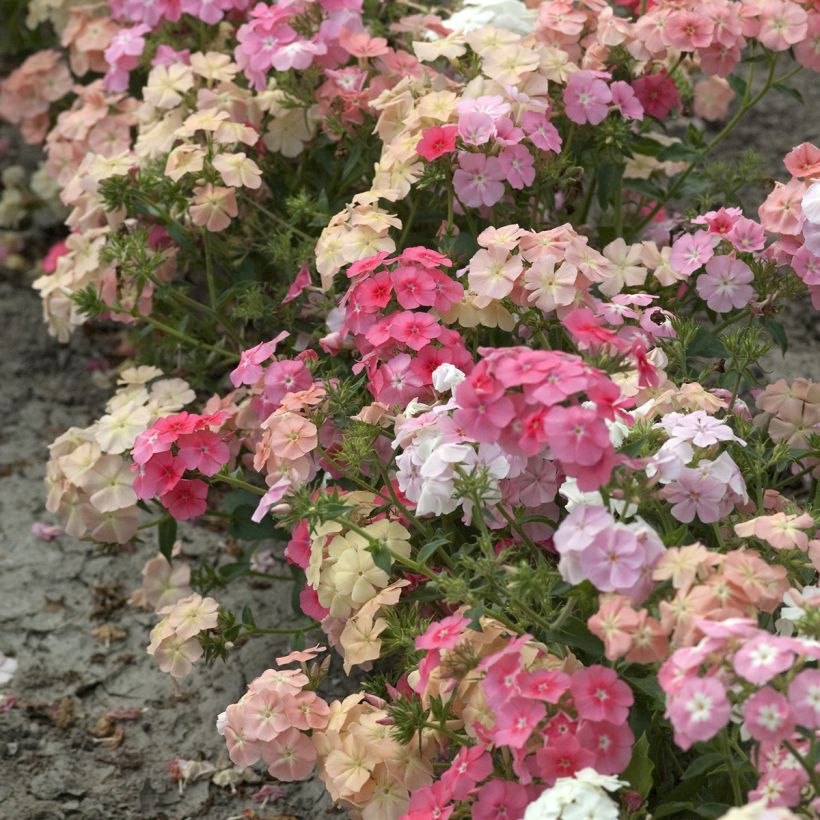 Sommer-Phlox Beauty Coral Reef (Samen) - Phlox drummondii (Hafen)