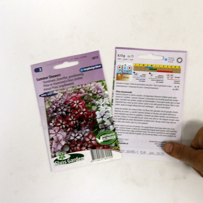 Example of Sommer-Phlox Summer Showers Mix (Samen) - Phlox per pack of 75 seeds as you get