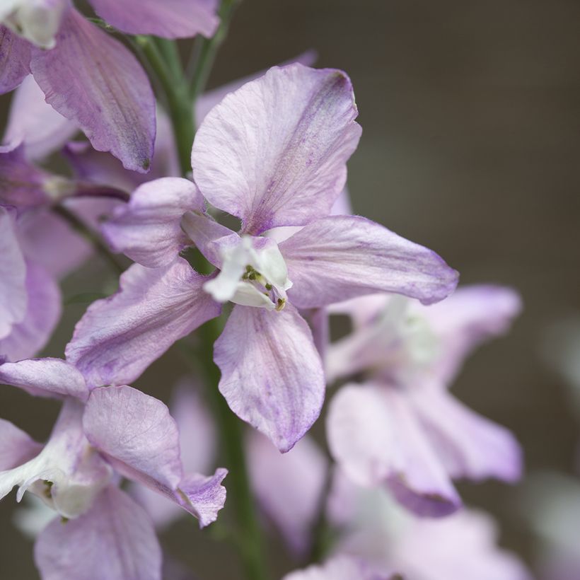Delphinium consolida Fancy Belladonna (Samen) - Garten-Rittersporn (Flowering)