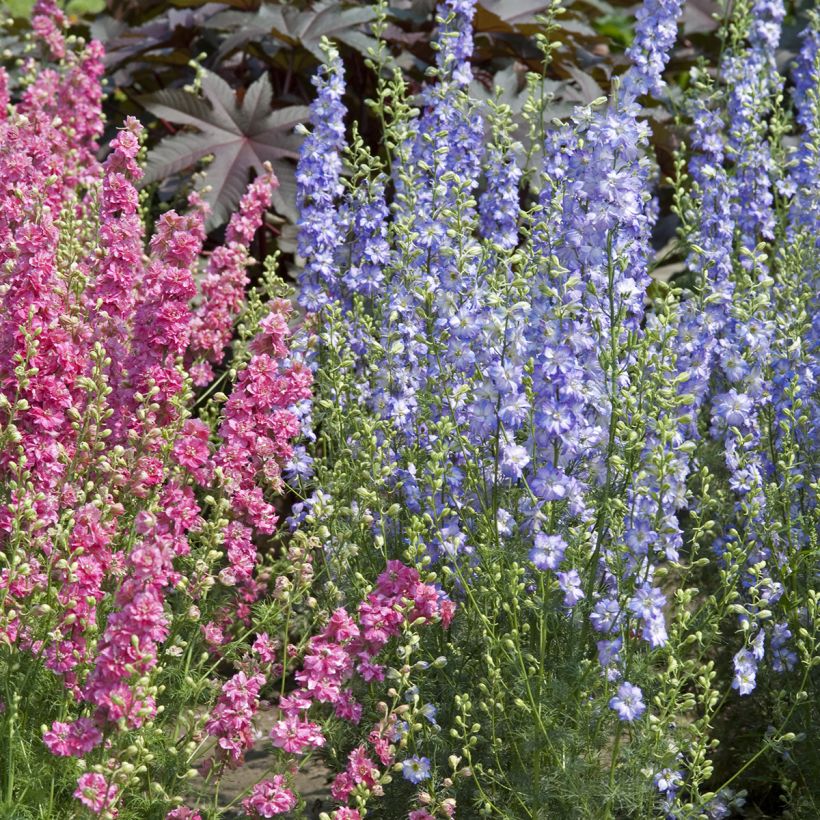 Hoher Rittersporn Fancy Purple Picotee (Samen) - Delphinium (Plant habit)