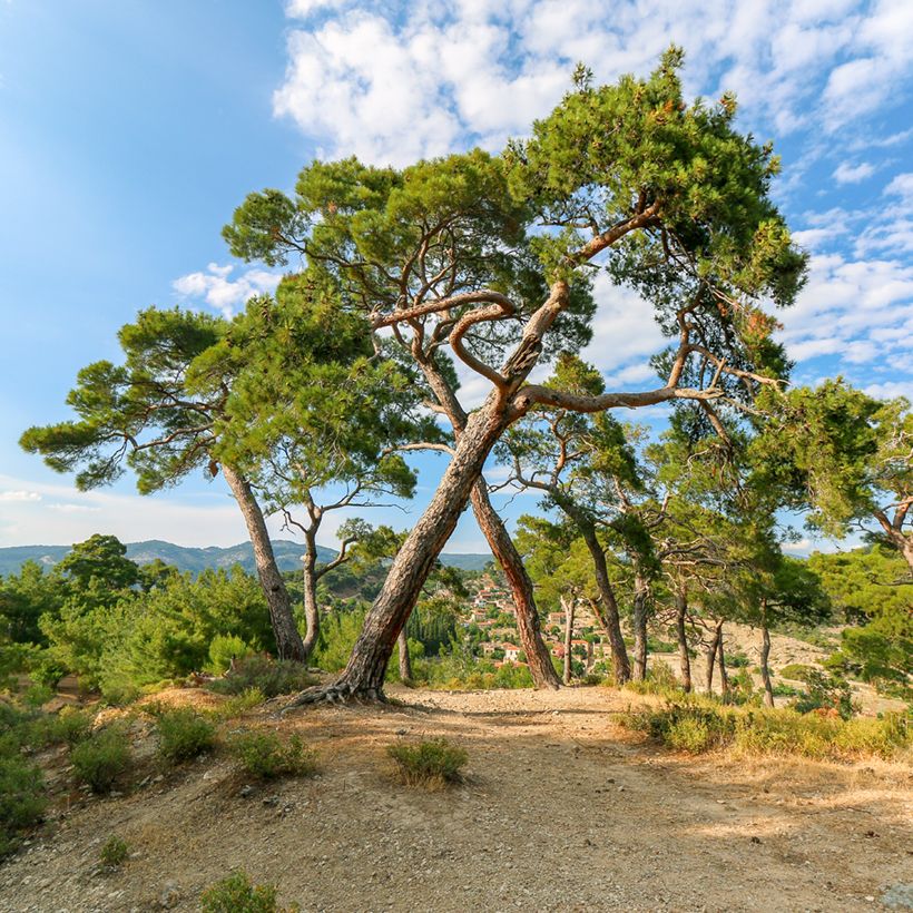 Pinus pinea (Samen) - Pinie (Plant habit)