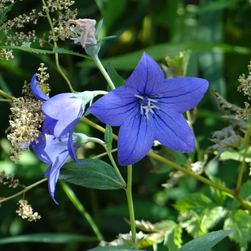 Ballonblume Mariesii Blue (Samen) - Platycodon grandiflorus (Flowering)