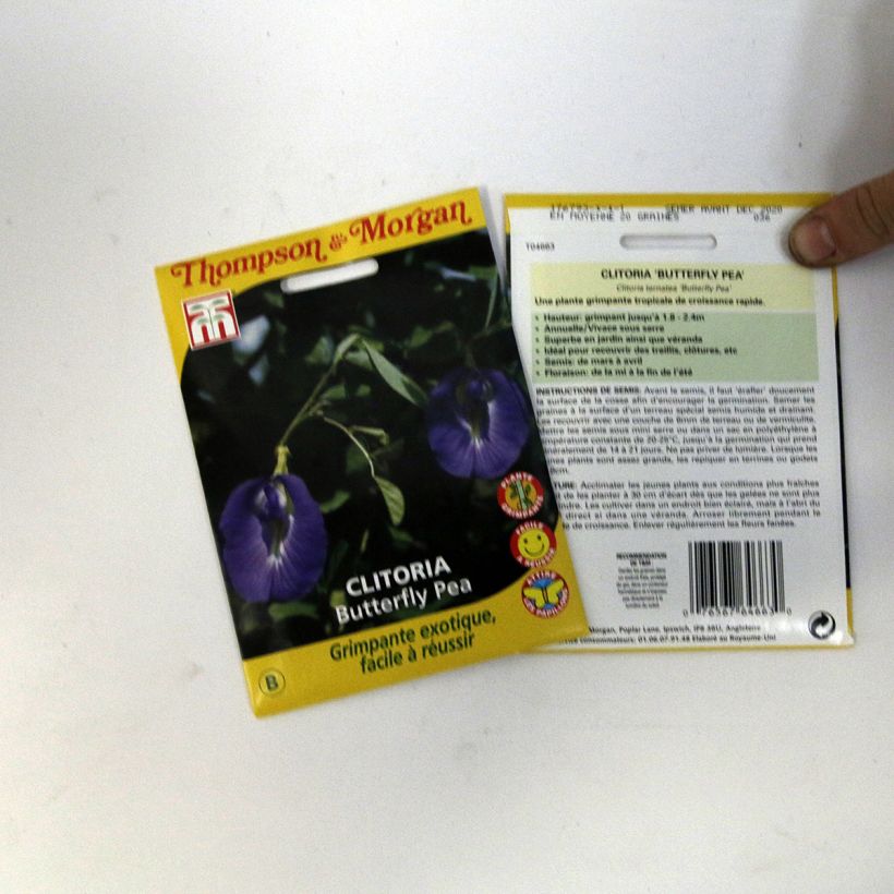 Example of Clitoria ternatea (Samen) - Clitorie per pack of 20 seeds (1,2g) as you get