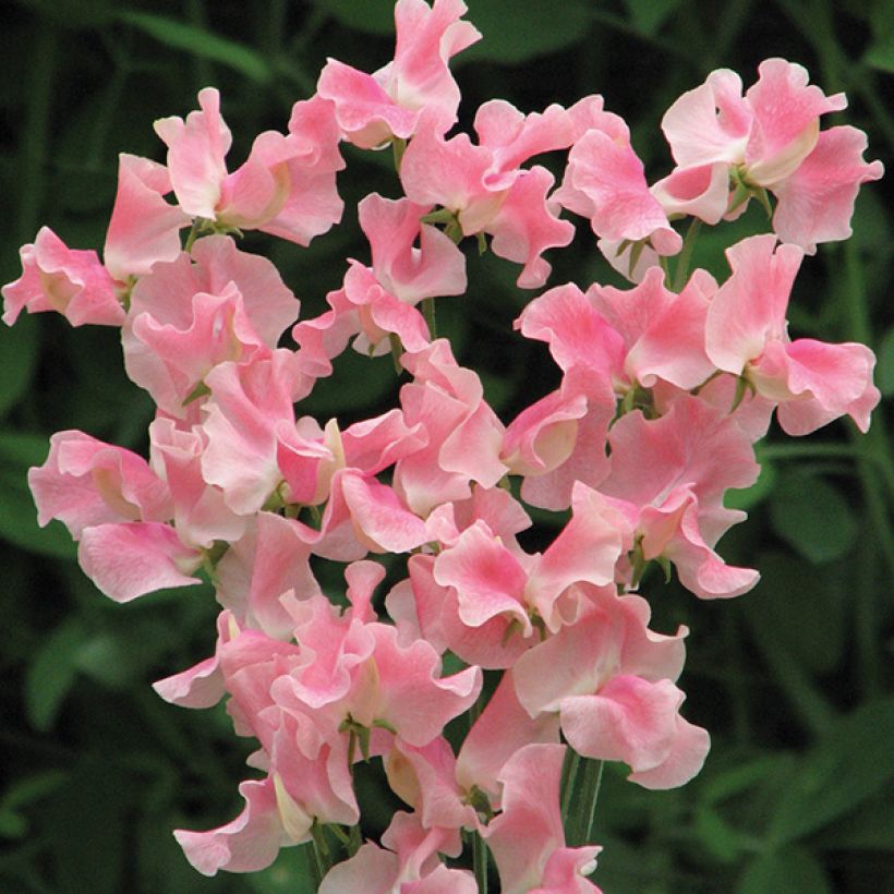 Duftwicke Alan Titchmarsh (Samen) - Lathyrus odoratus (Flowering)