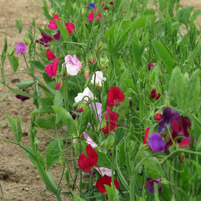 Duftwicke Bijou Varié (Samen) - Lathyrus odoratus (Plant habit)
