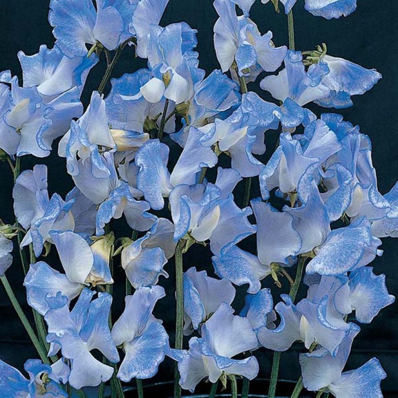 Duftwicke Blue Ripple (Samen) - Lathyrus odoratus (Flowering)