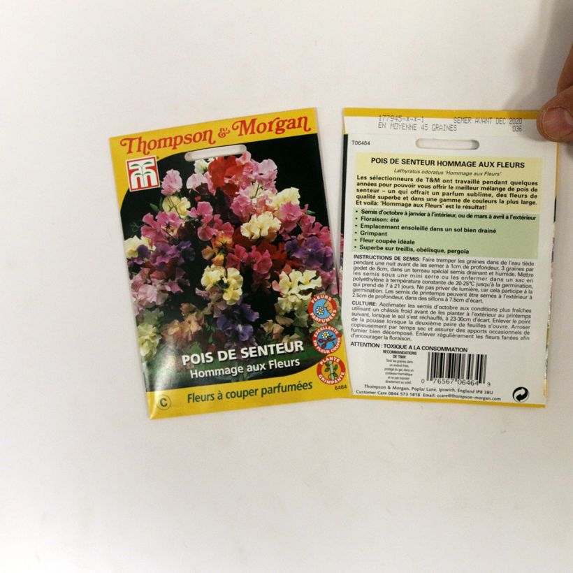 Example of Duftwicke Hommage aux fleurs (Samen) - Lathyrus odoratus per pack of 45 seeds as you get