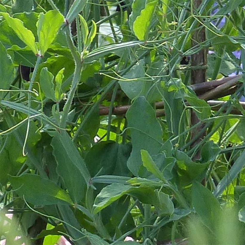 Duftwicke Midnight (Samen) - Lathyrus odoratus (Foliage)