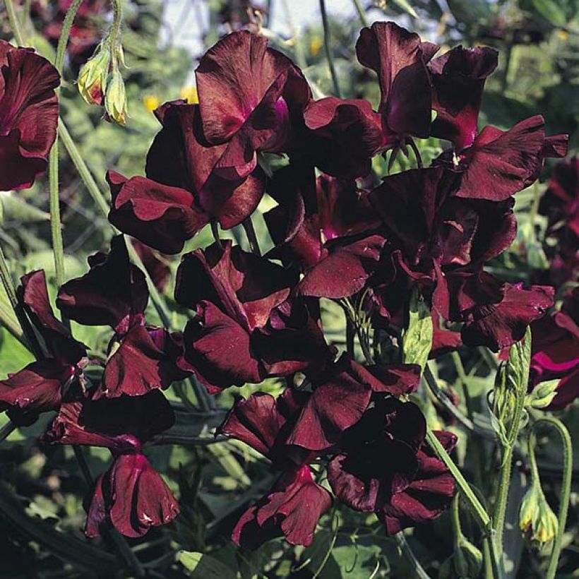 Duftwicke Midnight (Samen) - Lathyrus odoratus (Flowering)