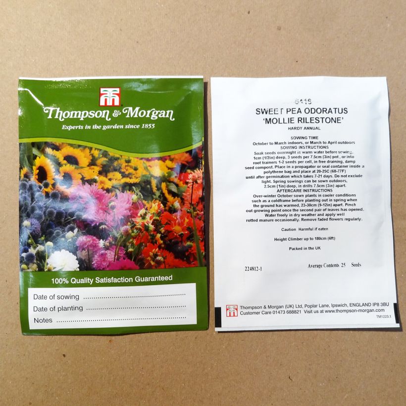 Example of Duftwicke Mollie Rilstone (Samen) - Lathyrus odoratus per pack of 25 seeds as you get