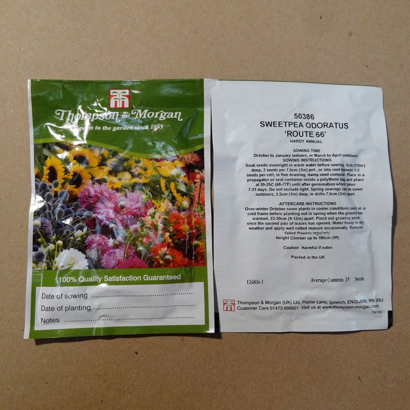 Example of Duftwicke Route 66 (Samen) - Lathyrus odoratus per pack of 25 seeds as you get