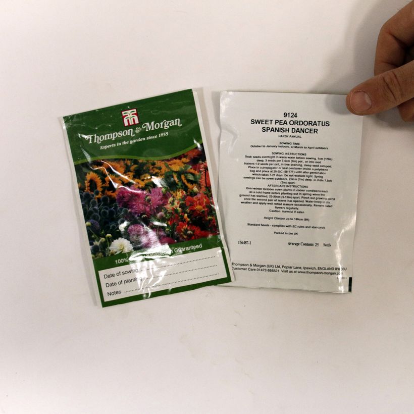 Example of Duftwicke Spanish Dancer (Samen) - Lathyrus odoratus per pack of 25 seeds (2,5g) as you get