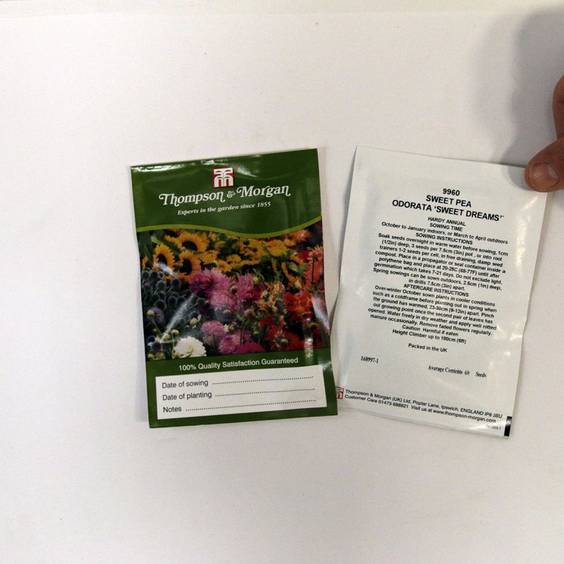 Example of Duftwicke Sweet Dreams (Samen) - Lathyrus odoratus per pack of 60 seeds as you get