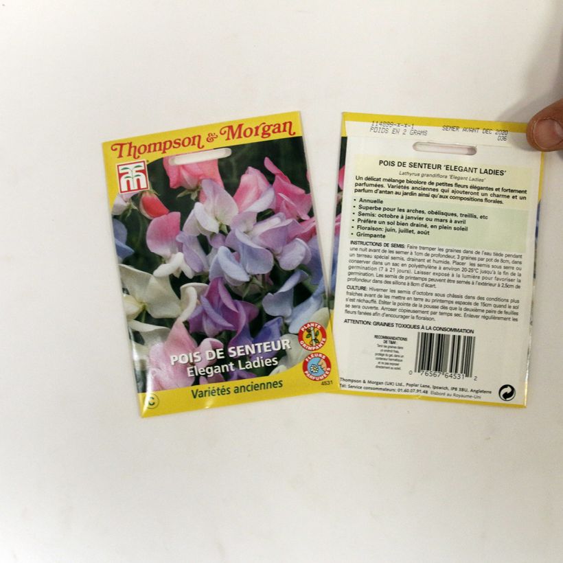Example of Duftwicke Elegant Ladies (Samen) - Lathyrus odoratus per pack of 25 seeds as you get