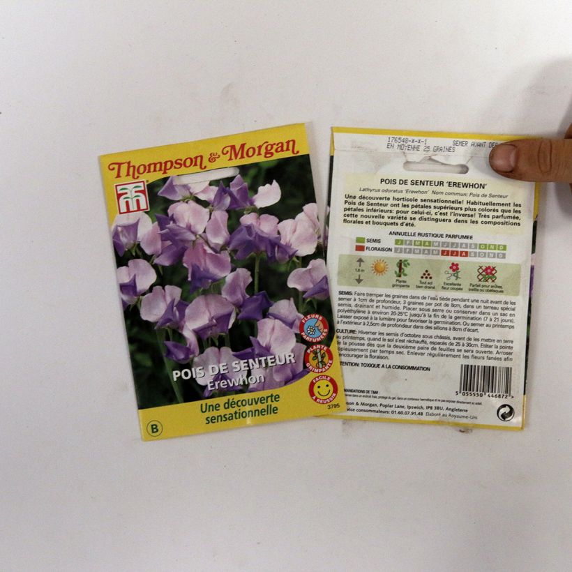 Example of Lathyrus odoratus Erewhon (Samen) - Gartenwicke per pack of 25 seeds (2,5g) as you get