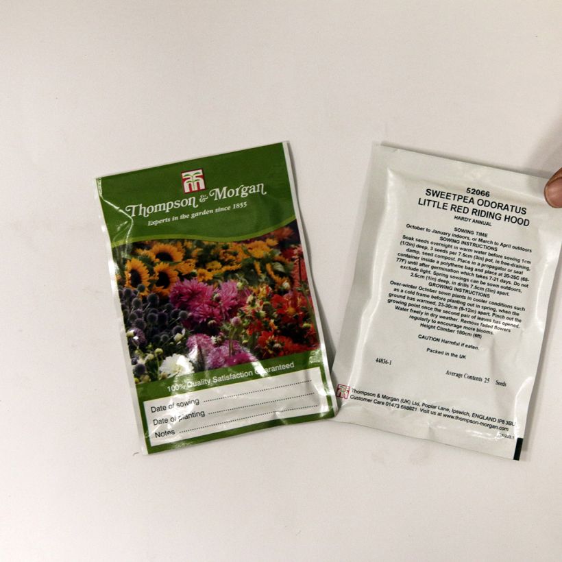 Example of Duftwicke Little Red Riding Hood (Samen) - Lathyrus odoratus per pack of 25 seeds as you get