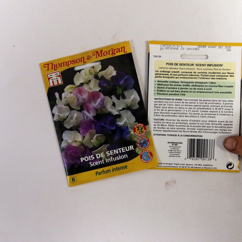 Example of Duftwicke Scent Infusion (Samen) - Lathyrus odoratus per pack of 30 seeds as you get