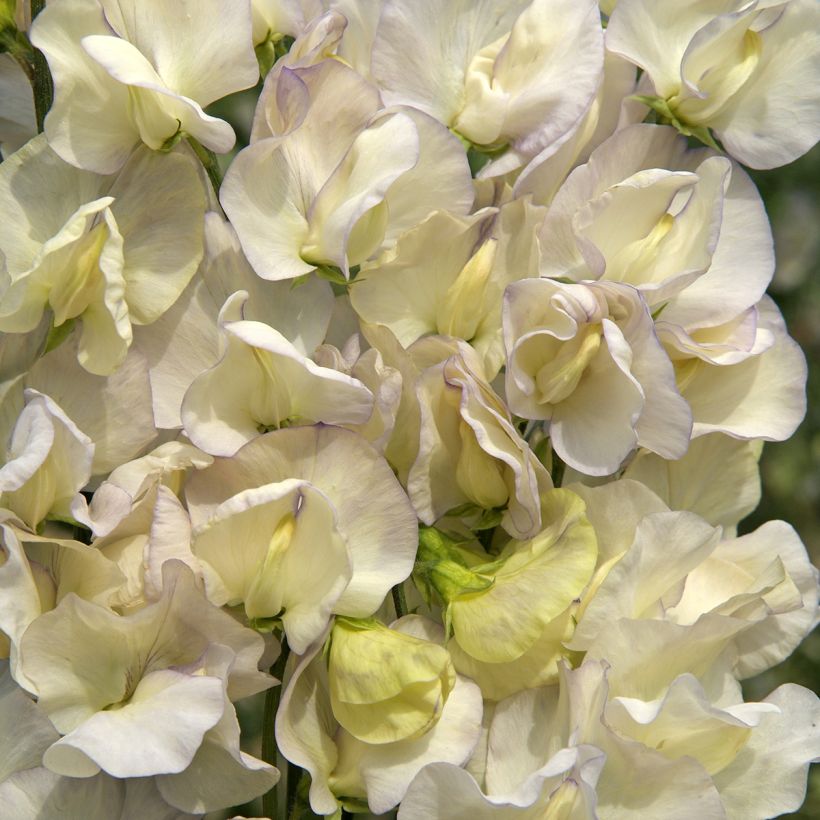 Duftwicke Spencer Old Times (Samen) - Lathyrus odoratus (Flowering)