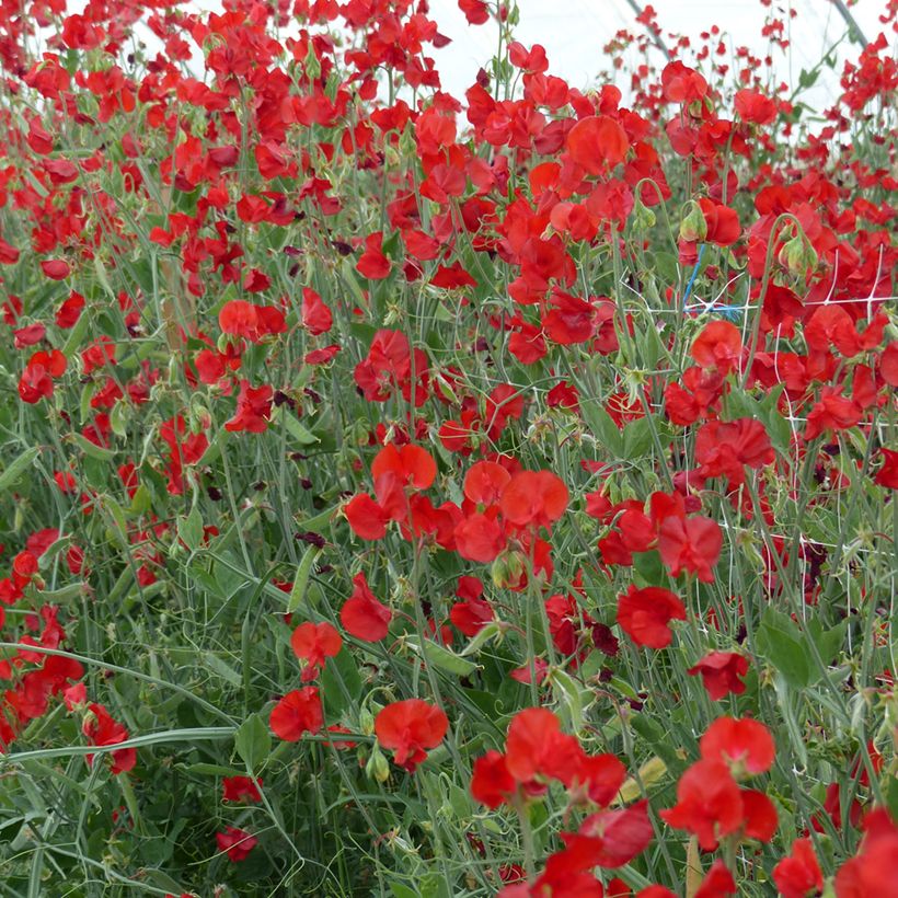 Duftwicke Spring Sunshine Scarlet (Samen) - Lathyrus odoratus (Plant habit)