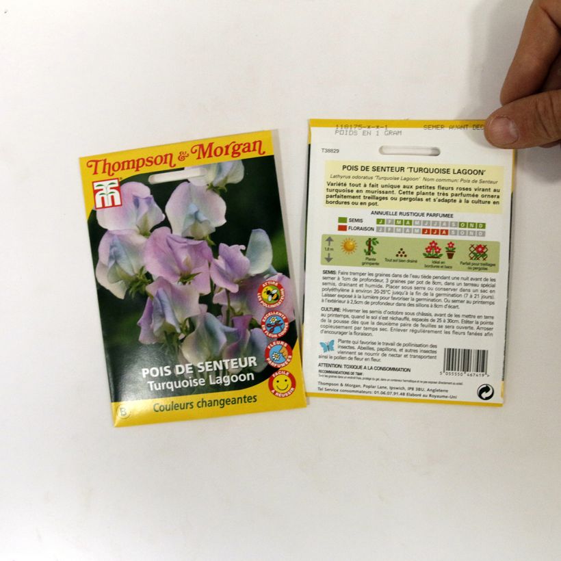 Example of Duftwicke Turquoise Lagoon (Samen) - Lathyrus odoratus per pack of 25 seeds as you get