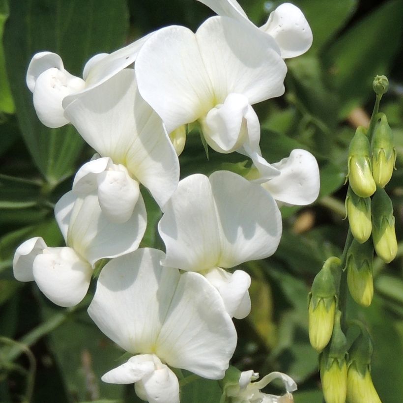 Breitblättrige Platterbse White Pearl (Samen) - Lathyrus latifolius (Flowering)