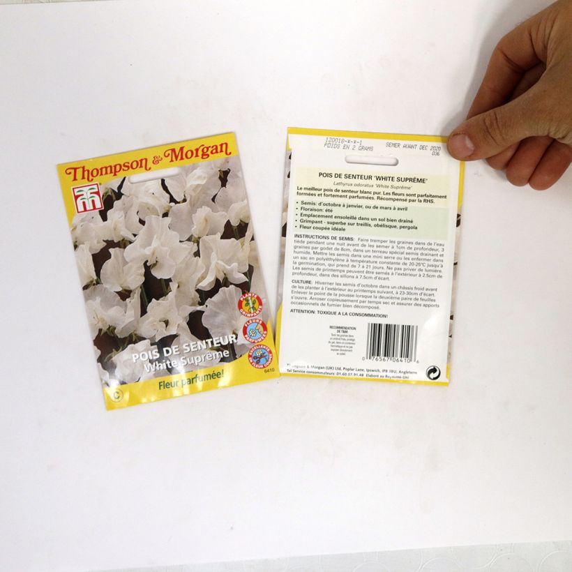 Example of Duftwicke White Suprême (Samen) - Lathyrus odoratus per pack of 25 seeds (2,5g) as you get