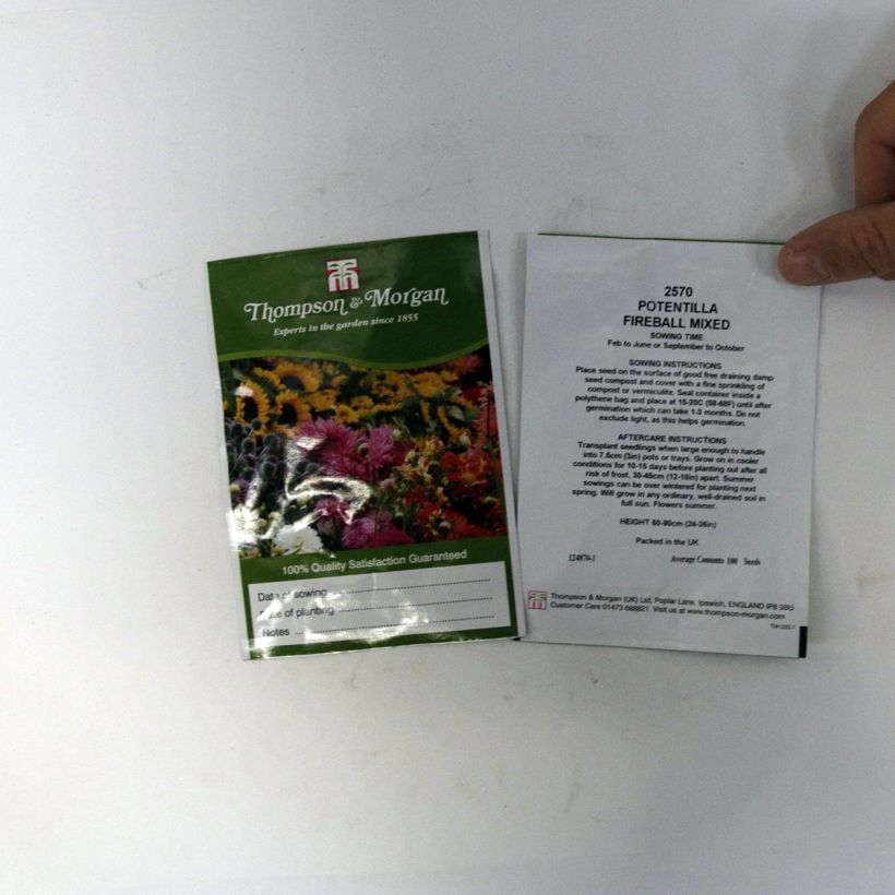 Example of Blutrotes Fingerkraut Fireball Mixed (Samen) - Potentilla atrosanguinea per pack of 100 seeds as you get
