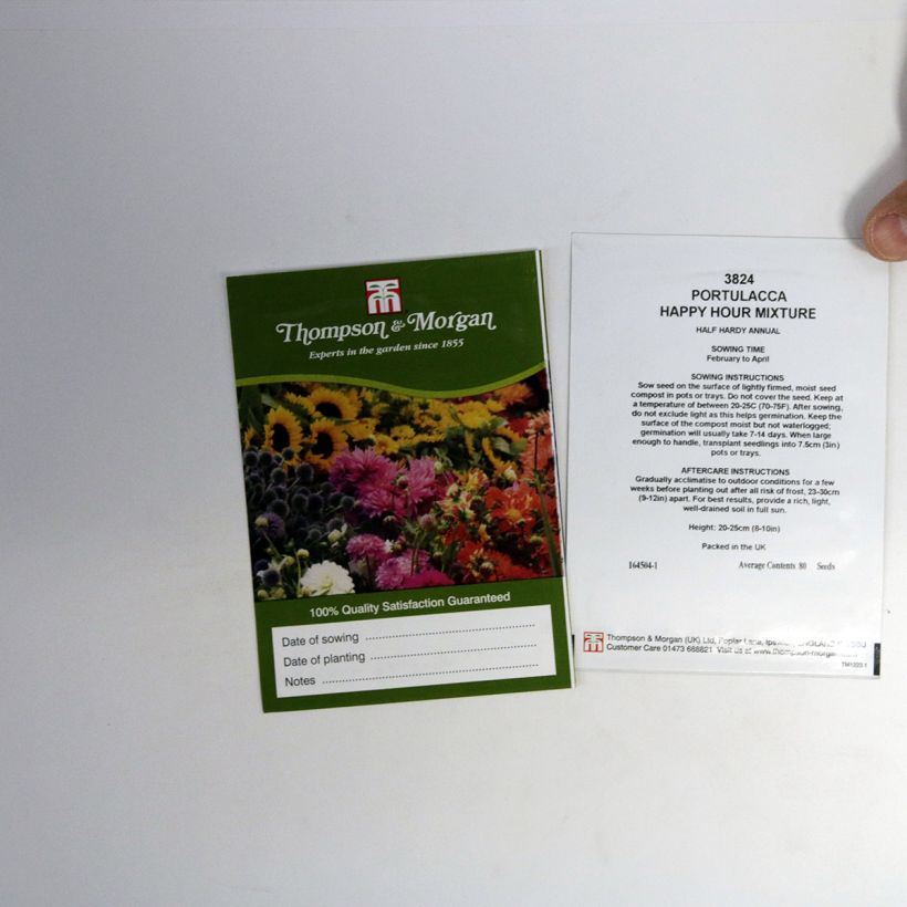 Example of Portulakröschen Happy Hour Mixture (Samen) - Portulaca per pack of 80 seeds as you get