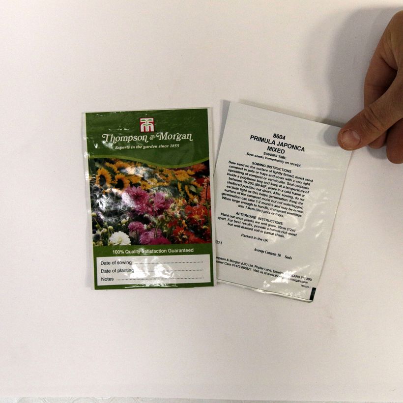 Example of Primula japonica Mixed (Samen) - Etagen-Primel per pack of 50 seeds as you get