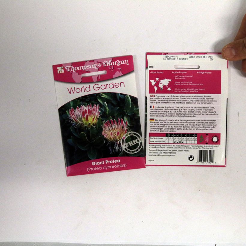 Example of Protea cynaroides (Samen) per pack of 0.05 seeds as you get