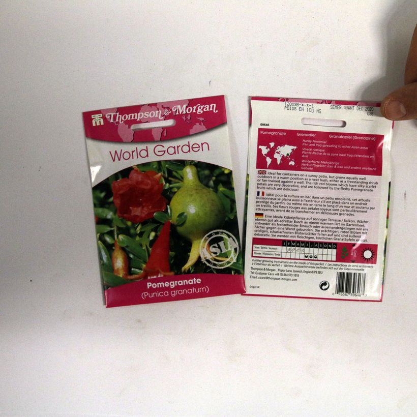 Example of Granatapfelbaum (Samen) - Punica granatum per pack of 4 seeds as you get