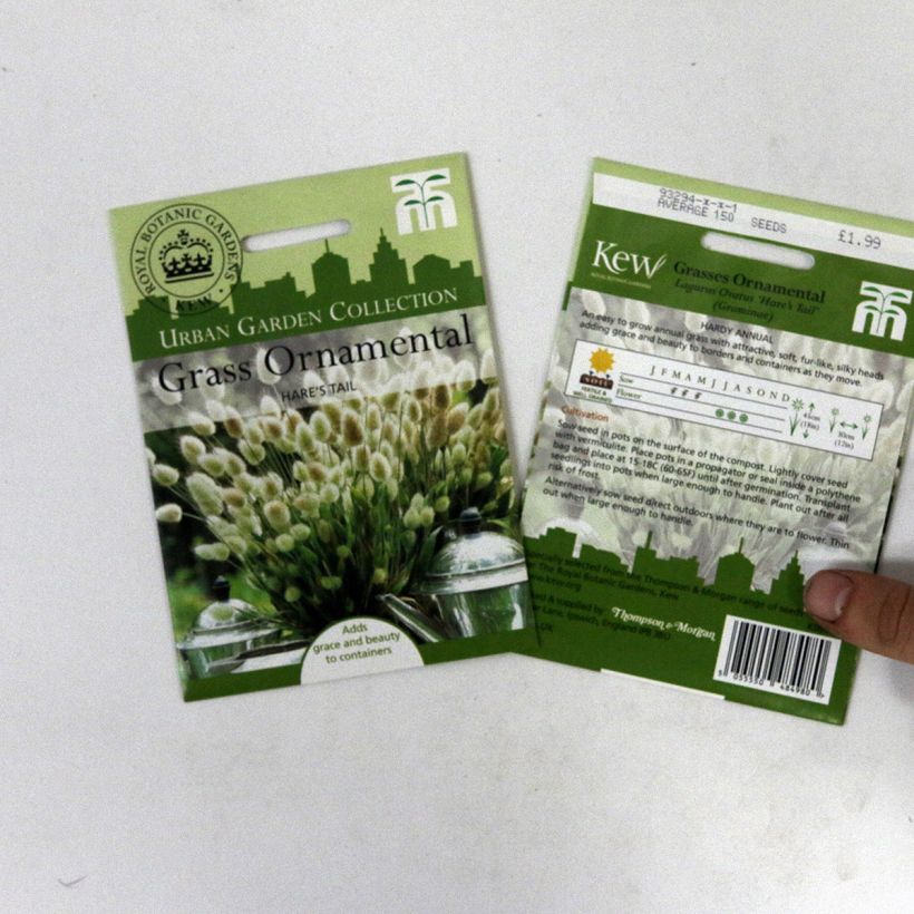 Example of Lagurus ovatus (Samen) - Samtgras per pack of 50 seeds (0,2g) as you get