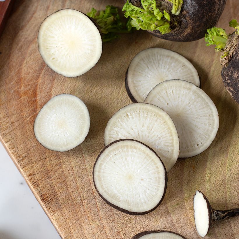 Rettich noir gros rond d'hiver BIO (Ernte)